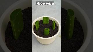 Growing Aloe Vera tree from leaf cuttings aloevera shorts [upl. by Terrance845]