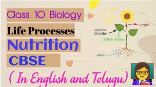 Life processes NutritionTypes of nutrition autotrophicnutrition photosynthesis cbse class10 [upl. by Narual]