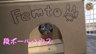 チンチラと簡易段ボールハウス作って遊びました We made a simple carton house and play with Chinchilla [upl. by Hareenum415]