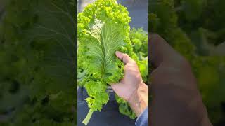 Giant Curl Mustard Greens Harvest Time greentgarden gardening garden [upl. by Lauritz450]