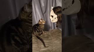 funny catcatcatscatlover catshorts funnycatsyoutubeshorts funnyvideo music [upl. by Nelleyram]