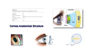 Cornea Anatomical Structure [upl. by Xirtaeb]