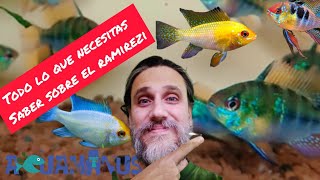 Todo lo que necesitas saber sobre el Ramirezi Microgeophagus ramirezi [upl. by Schoening]