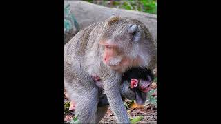 Adorable love newborn baby monkey [upl. by Elane456]