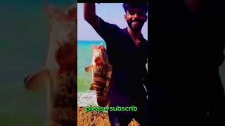 Grouper fishing videoviral [upl. by Cotsen594]