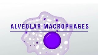 Alveolar macrophages amp its function notes [upl. by Orsino]