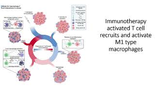 Immunotherapy activated Tcell recruits and activate M1type macrophages Code 737 [upl. by Natsyrt6]