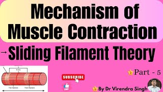 Sliding Filament Theory of Muscle Contraction  BSc 2 M Sc 1 sem  NEET and other etc [upl. by Sadonia]