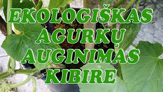 Ekologiškas agurkų auginimas kibire [upl. by Asiulairam]