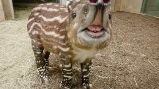 Endangered Baby Tapir Tests His Tiny Trunk [upl. by Artima]