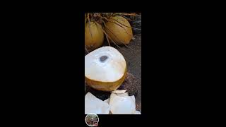 ASMR refreshing BUKO 🌴 Fresh buko juice 😍 [upl. by Maia985]