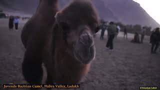 😯 I was chased by the Bactrian Camel 🐫 [upl. by Aihcila]