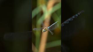 Wonders of Dragonflies animalfacts animals animalshorts information dragonfly [upl. by Horsey]