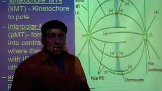 3 Types of Microtubules [upl. by Ahsinhoj212]