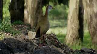 GALLINETA GRANDE Aramides Ypecaha cloqueo y llamada [upl. by Ahsakal]