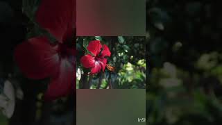 Thaaye Thaaye en magalena vanthaai song music lovesong sorts [upl. by Livia141]