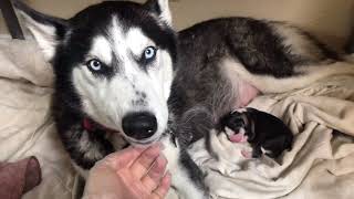 Alaskan husky birthing 8 puppies [upl. by Atal]