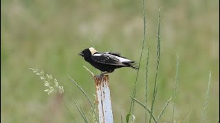 Bobolinks and more [upl. by Gillman]