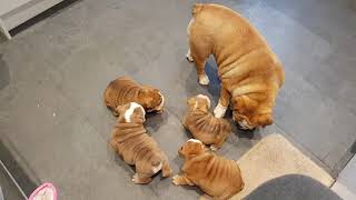 English bulldog meeting puppies after vets appointment [upl. by Margaretha]