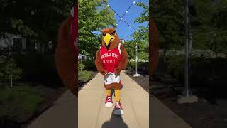 ROCKY THE RED HAWK MASCOT REVEAL 😂🔥 jerseyyjoe dance mascot [upl. by Yrrek172]