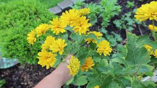 Heliopsis helianthoides Summer Sun  False Sunflower  Oxeye Daisy  Rough Heliopsis [upl. by Zeb]