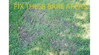 How to Fill in Thin and Bare Areas in Your Lawn St Augustine grass Florida [upl. by Tansy462]