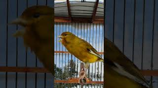 chant canaries singingcanary for trainingcanário canarias fypシ゚viral [upl. by Filippo]