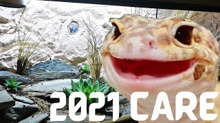 Full Leopard Gecko Care 2021 [upl. by Ardnait]