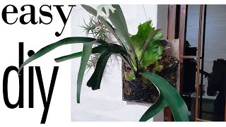 Mount Your Staghorn Fern Platycerium on Wood Easy DIY Hanging Guide [upl. by Jennings608]