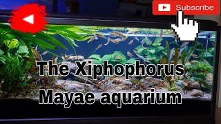 Xiphophorus Mayae aquarium [upl. by Garlaand]