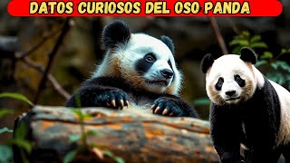 Descubre los SECRETOS Ocultos del Oso Panda [upl. by Satterlee]