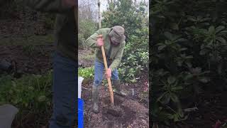 How to plant Helleborus “Anna’s Red” WEBSHOP httpspergolanurseriesecwidcom [upl. by Treiber]