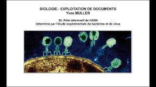 20 Rôle informatif de l’ADN déterminé par létude expérimentale de bactéries et de virus [upl. by Aidnama]