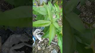 Vitex negundo  Lagundi  horseshoe vitex  nisinda herbalmedicine organic herbalplants [upl. by Enilav]