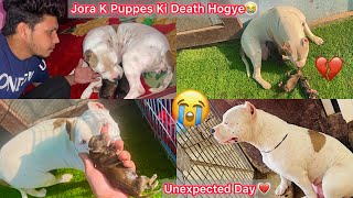 Jora K Puppes Ki Death Hogye💔Unexpected Morning😢 [upl. by Solegna]