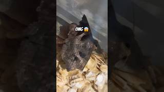 OMG 😨 Big Moth Attacked Gecko 🦎 [upl. by O'Grady291]