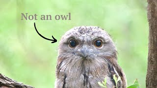 Tawny Frogmouth  Australias grumpiest bird [upl. by Emerej795]