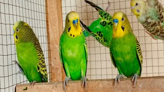 10 Hours of Budgies Singing Playing and Talking  Play For Your Budgie [upl. by Nelaf]