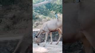 Barasingha Swamp Deer  In Ranthambore National Park Rajasthan [upl. by Ellissa588]