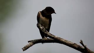 Andorinha das chaminés Hirundo rustica [upl. by Toms650]