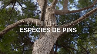 Com diferenciar espècies de pins [upl. by Sitoiganap322]