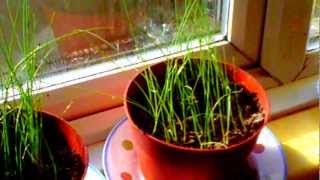 Growing Leeks in the UK from Seed [upl. by Nahbois]