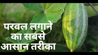 Pointed gourd growing from cutting  परवल की कटिंग कैसे लगायें [upl. by Edwyna]