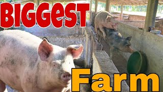 Biggest Pig Farm🐷🏠  Pig Farm 2024  🐷🌱 HighTechPigfarm [upl. by Gnanmos]