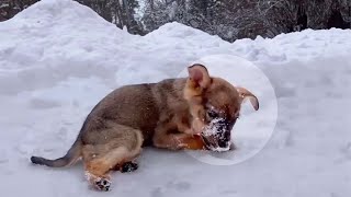 Crying and struggling in the snow the puppy did not expect the tourist to do that [upl. by Balac]