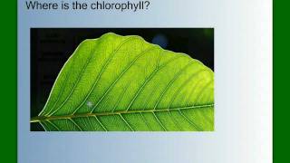 Photosynthesis Light reaction Calvin cycle Electron Transport 3D Animation [upl. by Eceerahs717]