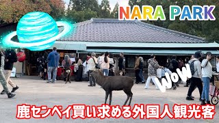 鹿センベイ買い求める外国人観光客🦌奈良公園 [upl. by Arihs242]