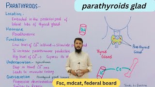 Parathyroids  parathyroid gland and its structure [upl. by Irbua]