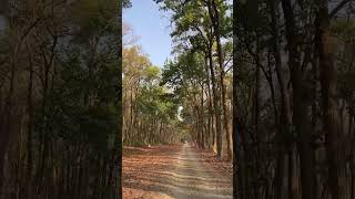 Headed to Heaven trees tree saltrees road jungleroads junglesafari nature serene autumn [upl. by Leban]