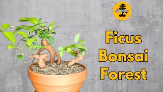 Ficus Ginseng Bonsai Forest [upl. by Atelahs62]